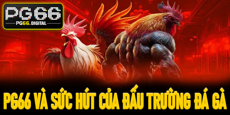PG66 và sức hút khó cưỡng của đấu trường đá gà trực tuyến