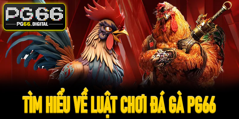 Tìm hiểu về luật chơi đá gà PG66
