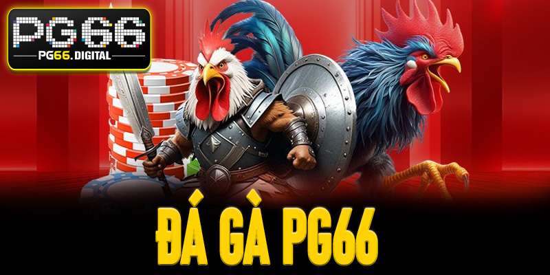 Đá gà PG66 – Trực tiếp kịch tính, tỷ lệ cược cao hấp dẫn